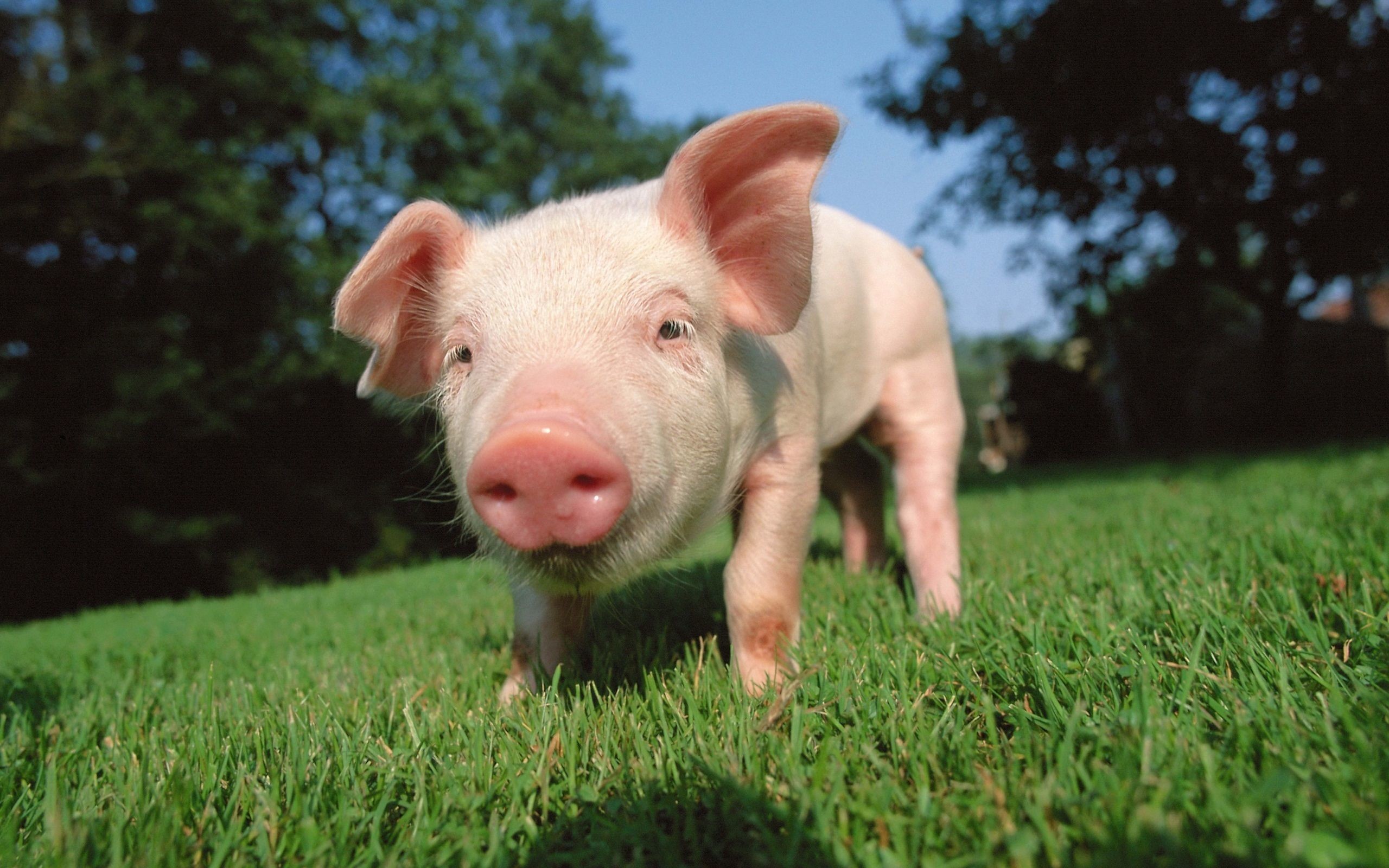 Baby Pigs Wallpaper