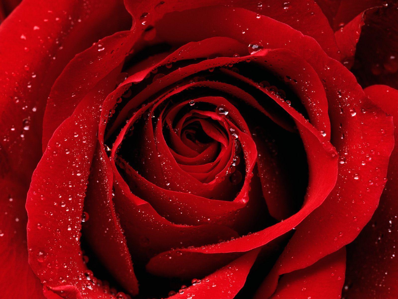 Rose Flower Background HD Image Wallpaper