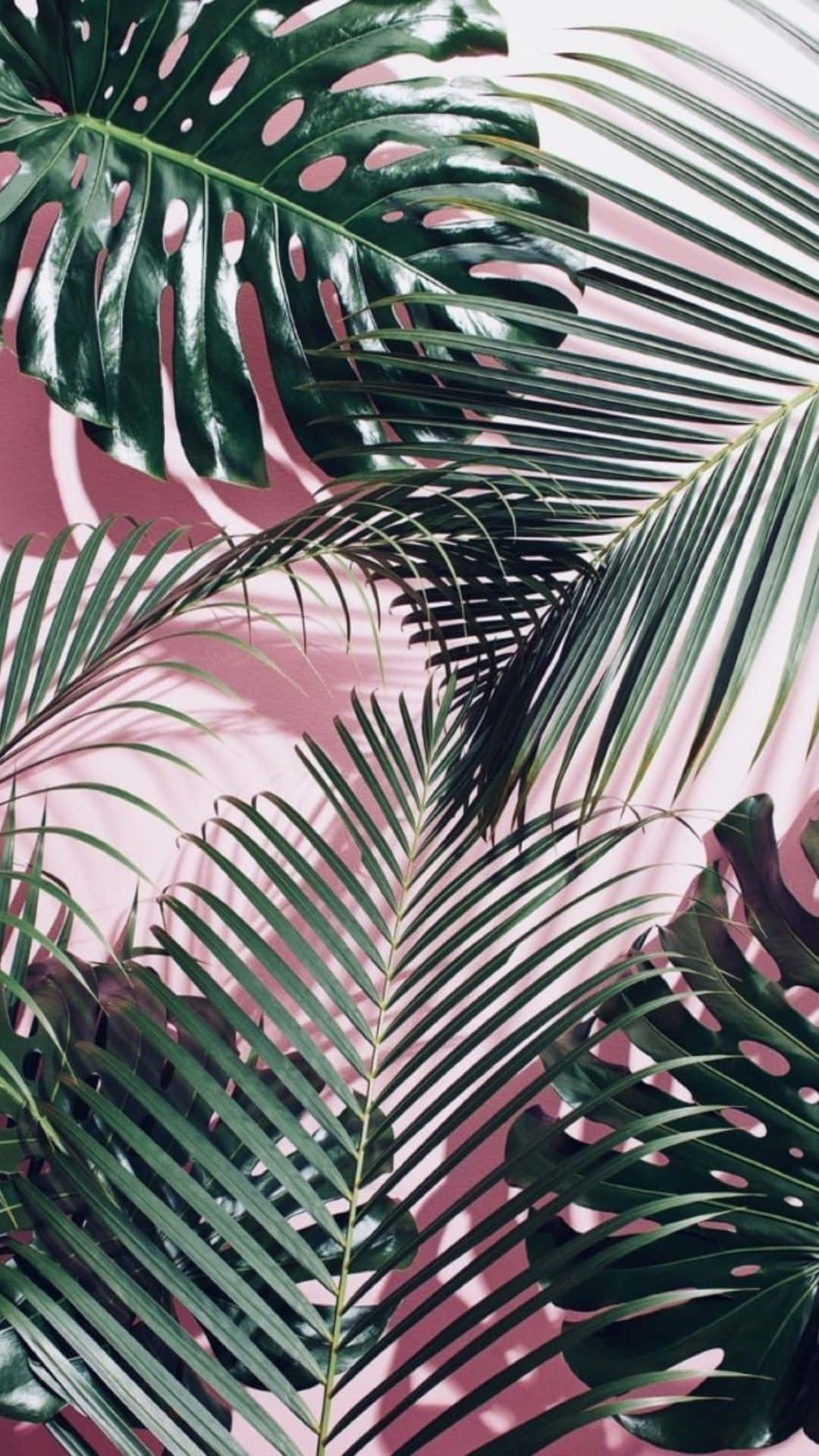 Stunning Indie iPhone Screensaver Wallpaper