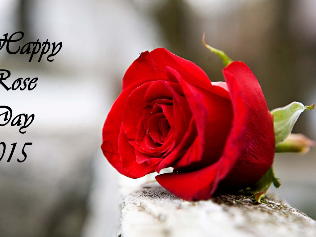 Happy Rose Day Image Wallpaper13