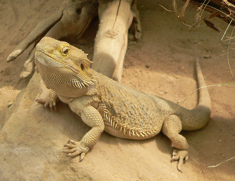 Bearded Dragon Pictures Wallpaper Of