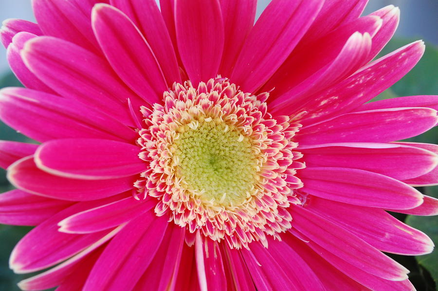 Pink Gerber Daisy Images Pictures   Becuo 900x598