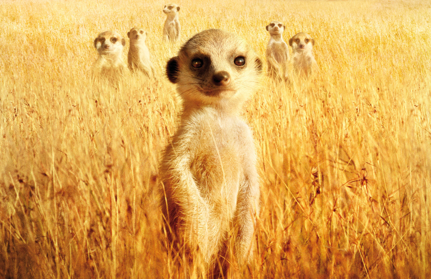 Meerkats Wallpaper X HD Res