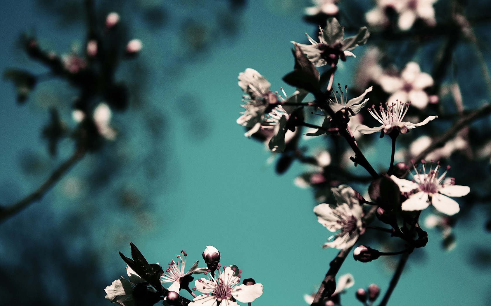 Nature Flowers Wallpaper HD