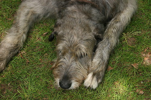 Irish Wolfhound Wallpaper Puppy Pictures Breed Info
