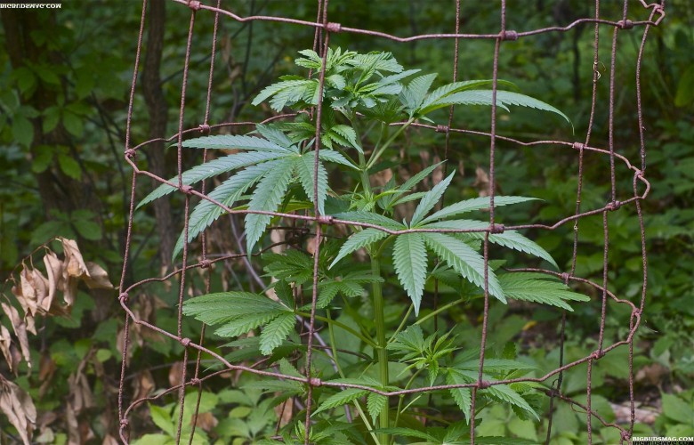Caged Marijuana Plant HD Weed Wallpaper