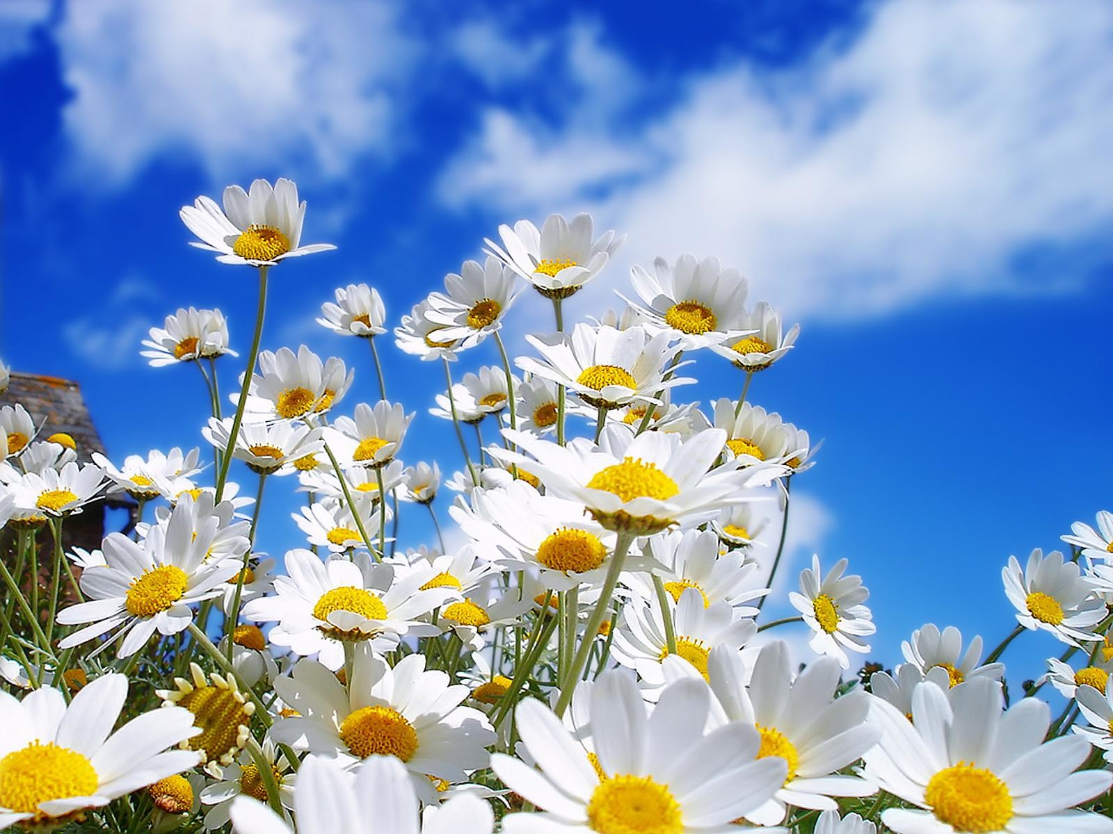 Picture Spring Flower Cool Backgrounds Wallpapers HD Wallpapers