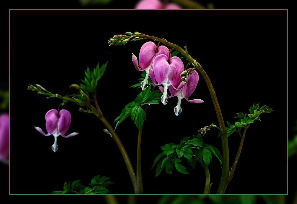 Bleeding Hearts With Black Cardboard As Background Today S