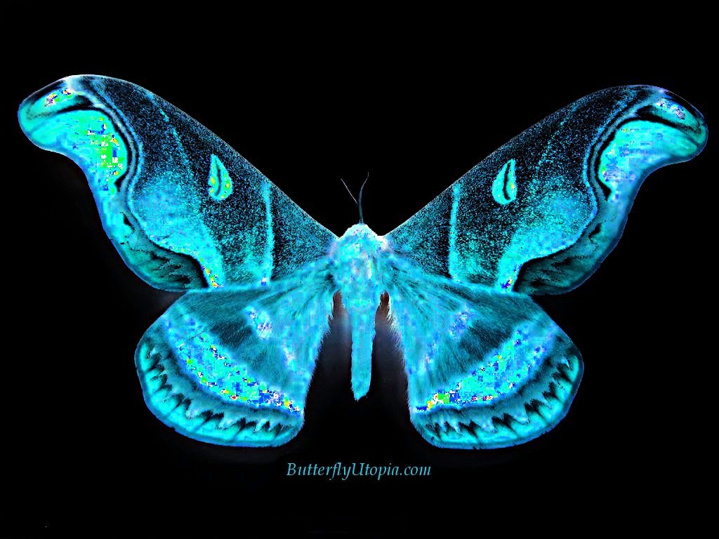 Mat Denan M Lg Butterfly Background
