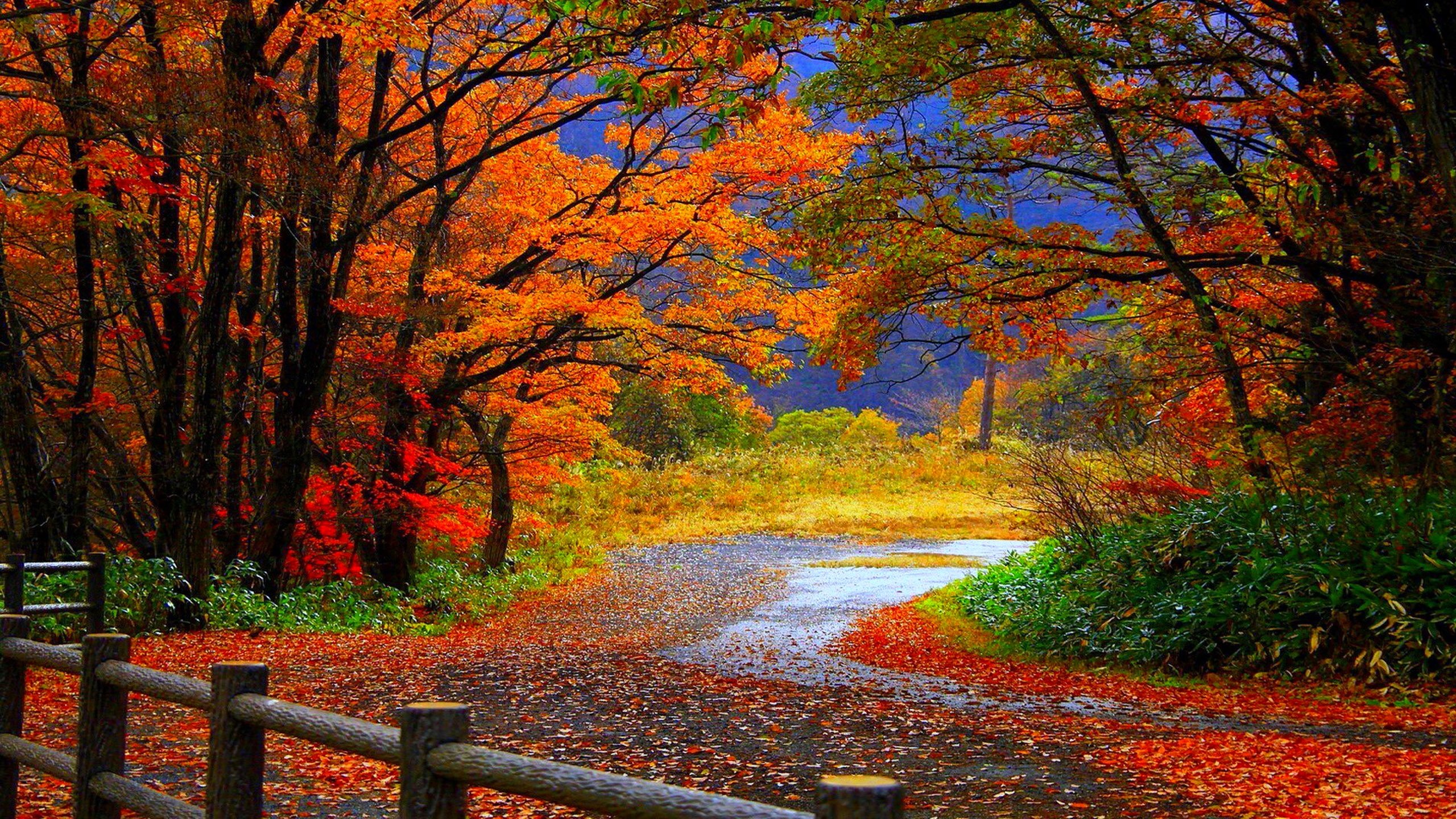 Autumn Tree in Fall HD Desktop Wallpaper Background download