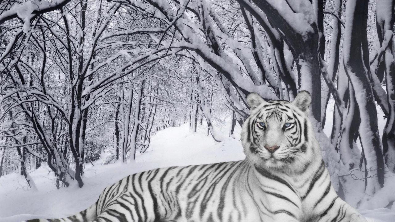 White Tiger Snow Africa Sumatra 3d HD Wallpaper Abstract