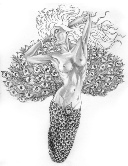Peacock Drawing Sketch Mermaid By
