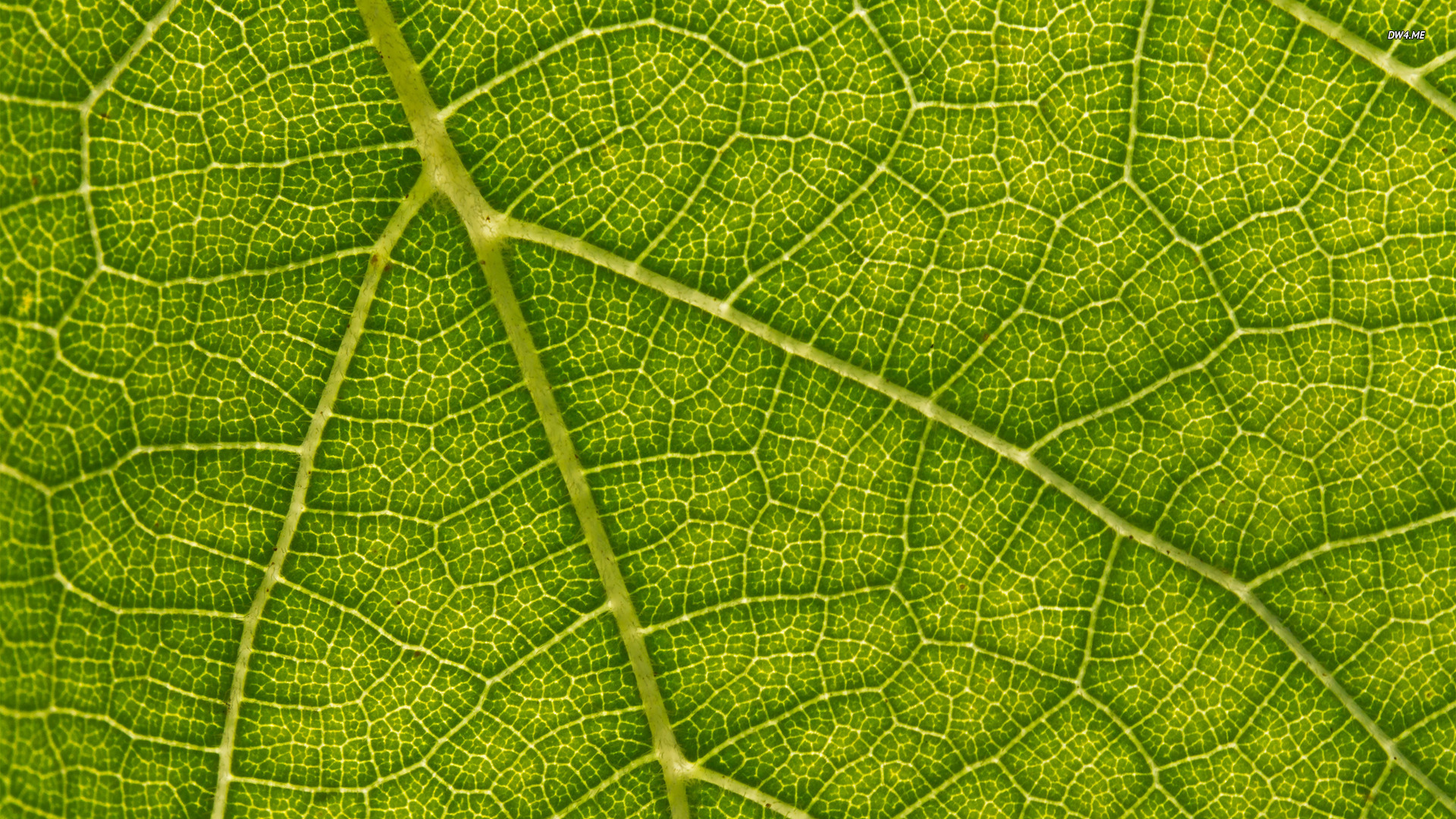 Leaf Desktop Wallpaper HD