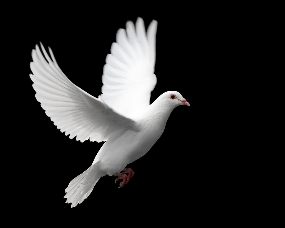 White Dove Wallpaper Christian And Background