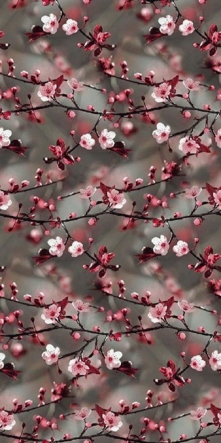 Beautiful Flower iPhone Wallpaper Idea