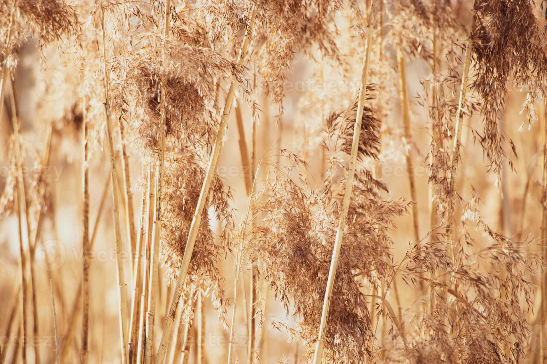 Pampas Grass Background Wallpaper