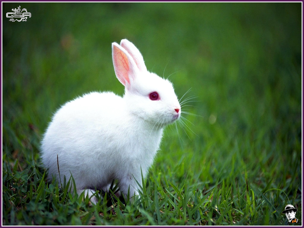 Funny and Cute Rabbits Wallpaper My image