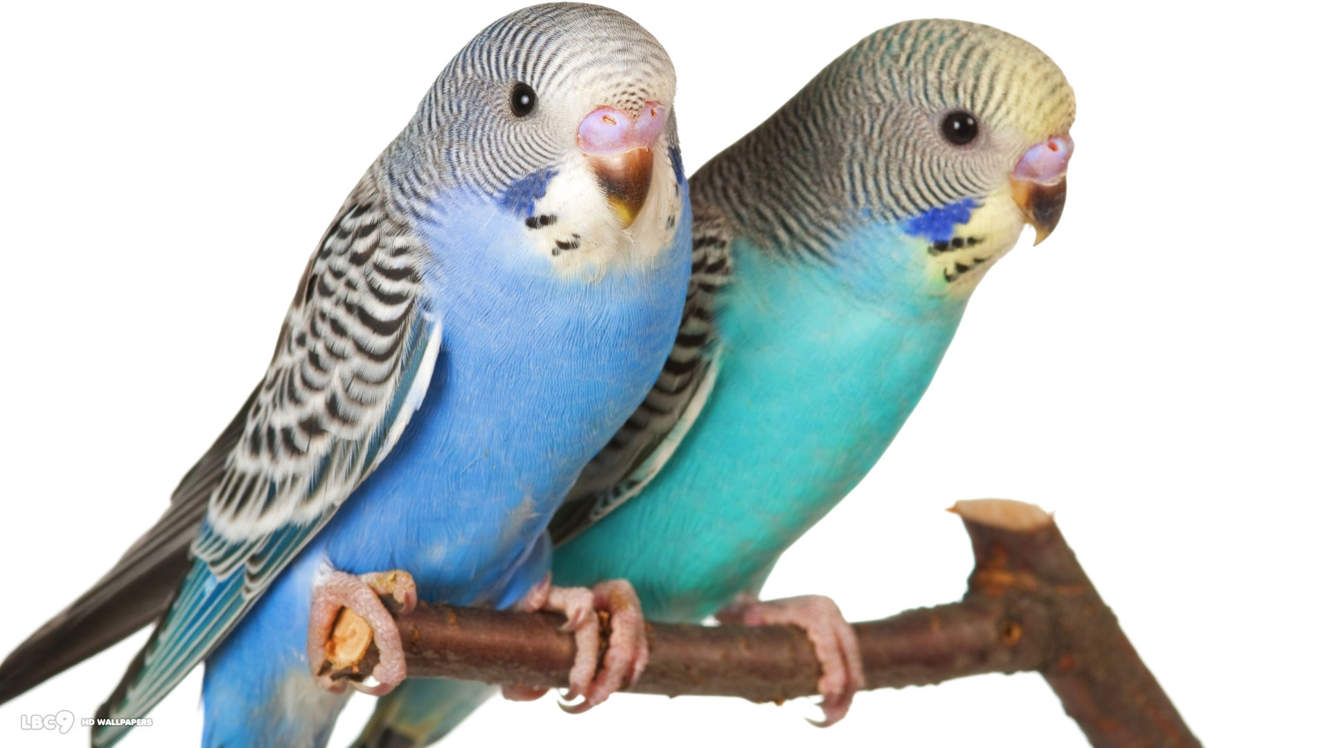 Budgie Wallpaper Birds HD Background