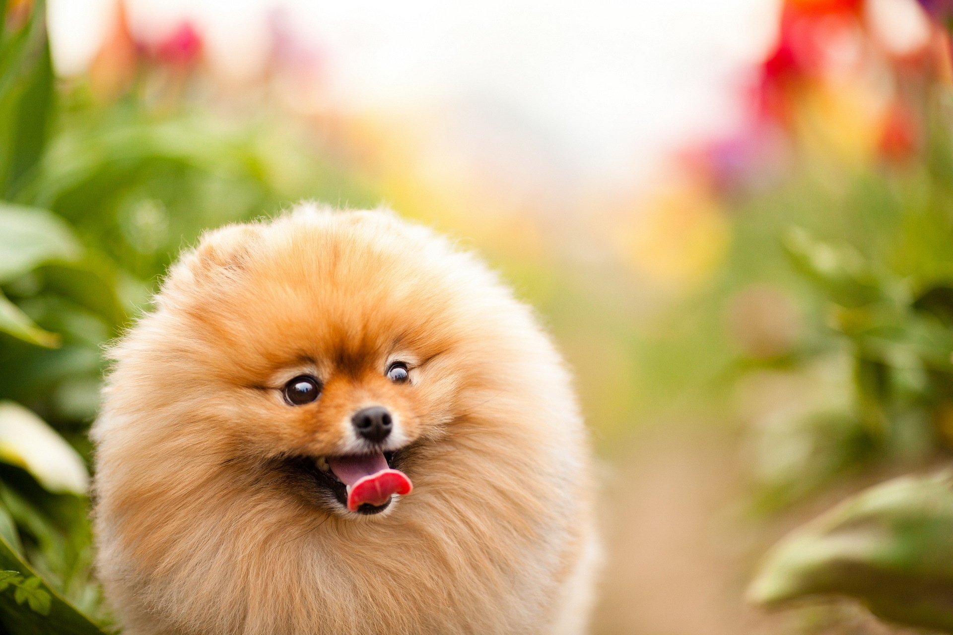 Pomeranian Wallpaper Desktop