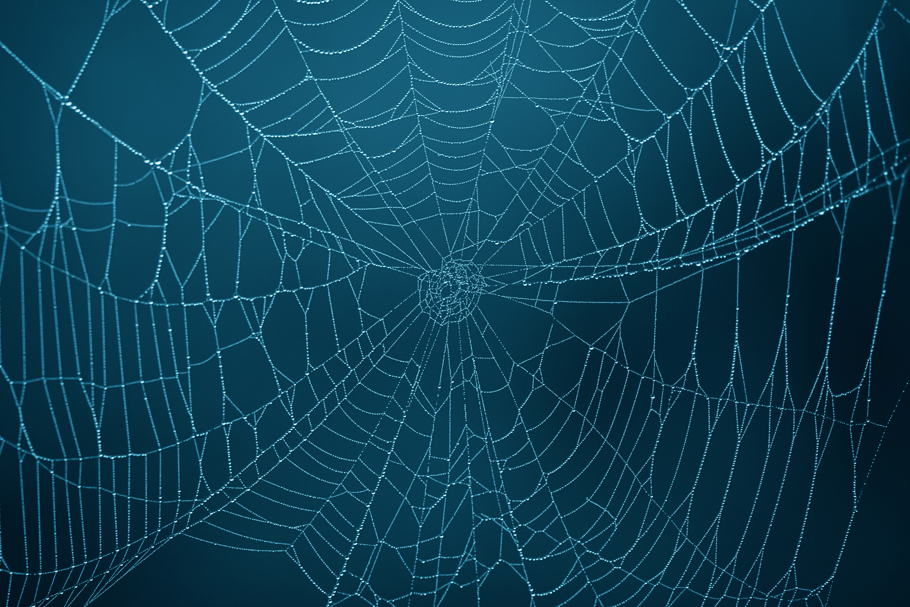 cool hd wet spider web wallpaper