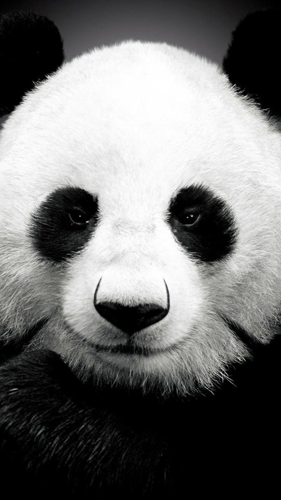 Panda Bear Best Htc One Wallpaper And Easy To