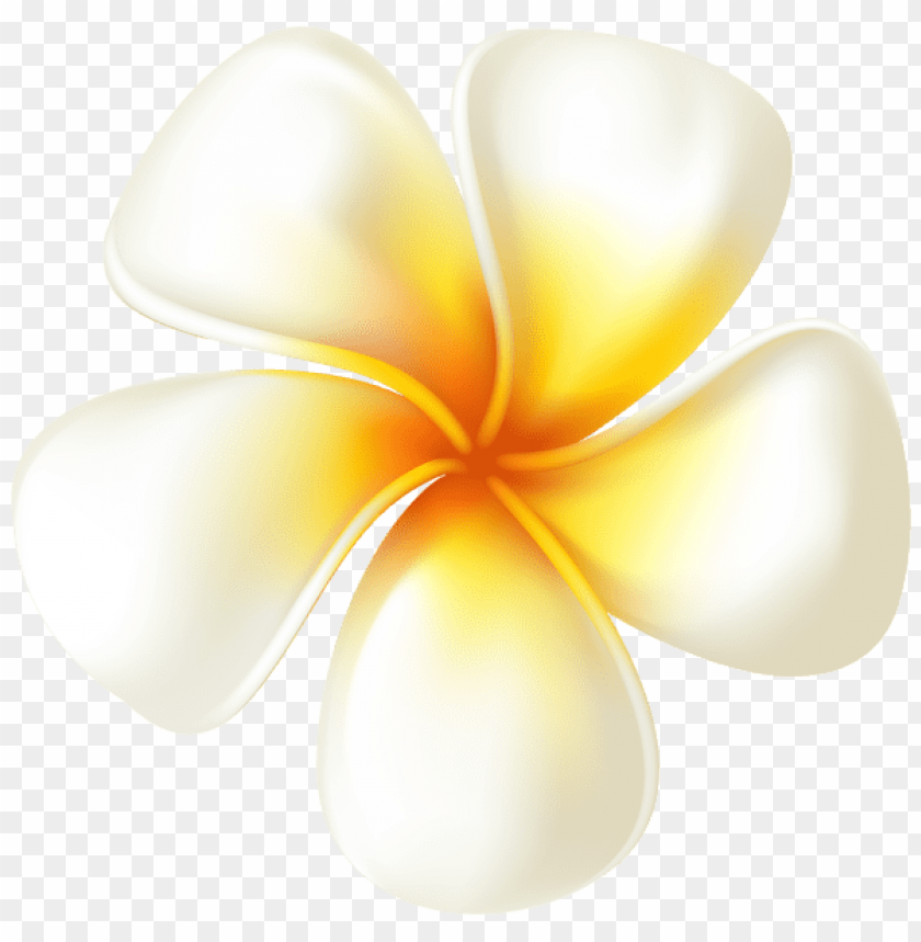 Plumeria Flower Transparent Png Image Background Toppng