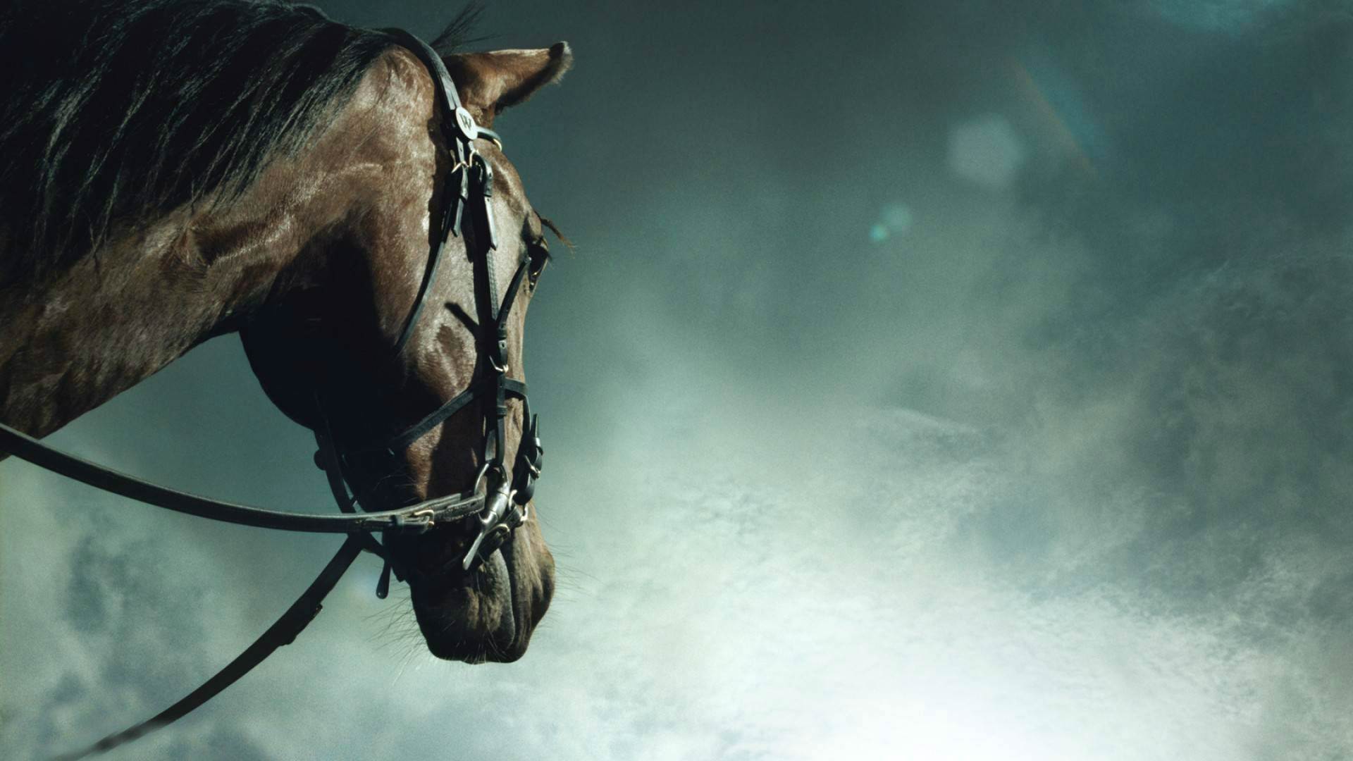 Horses HD Wallpaper Horse Desktop 1080p