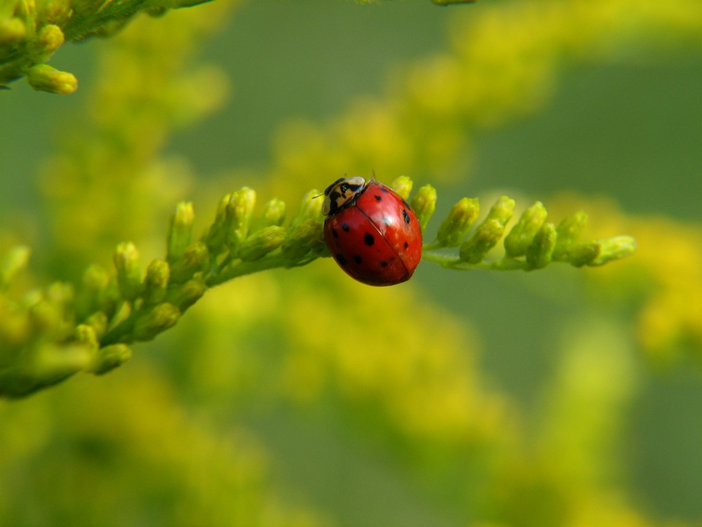 Ladybug Wallpapers   First HD Wallpapers