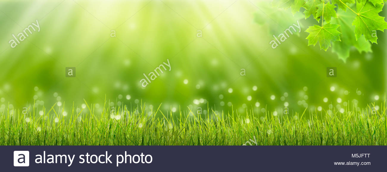 Spring Awakening Panorama Background Stock Photo