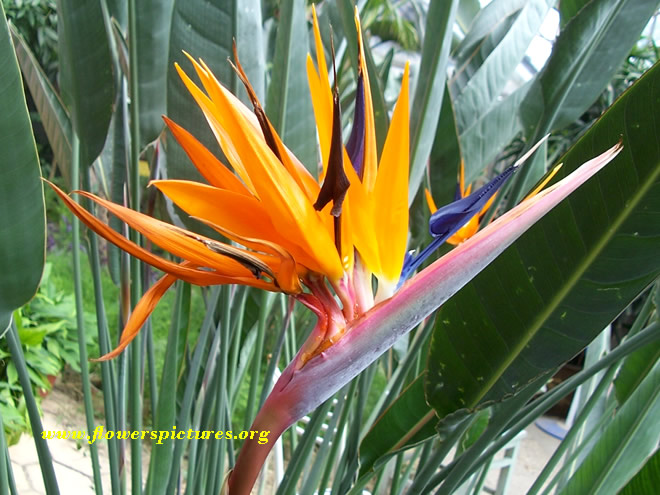 Bird Of Paradise Flower Pictures
