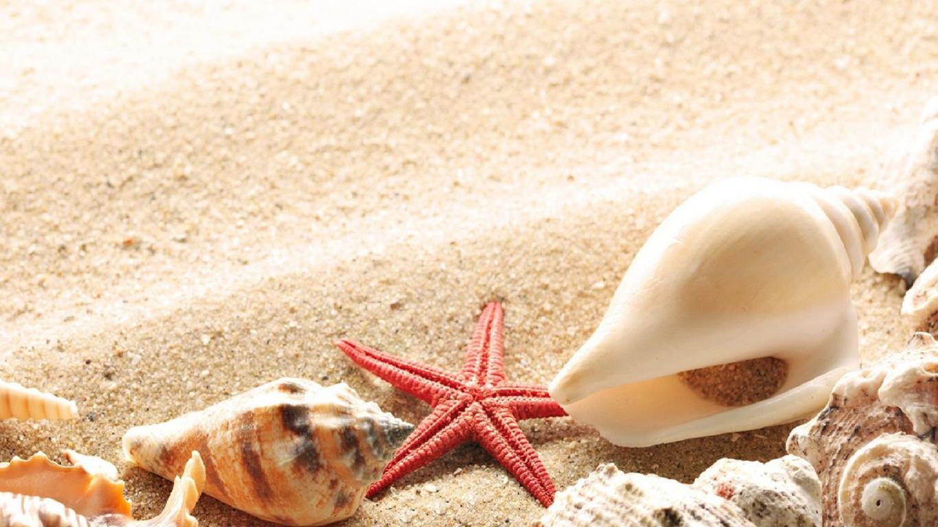 Shells And Starfish Wallpaper iPhone