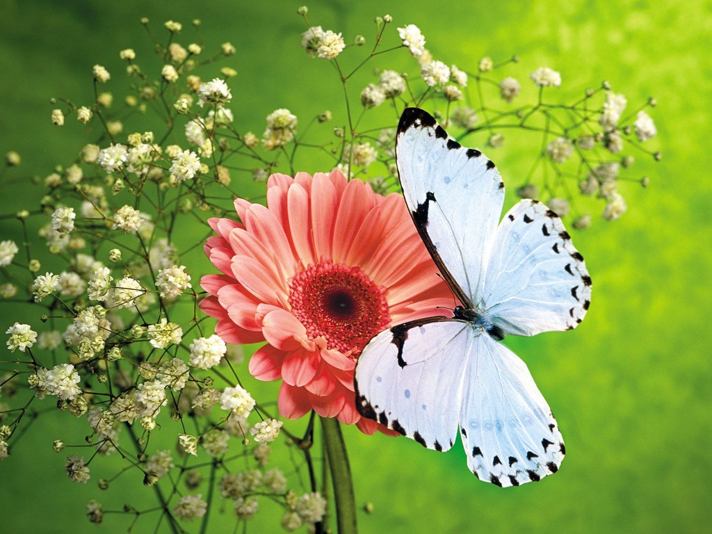 Amazing White Butterfly Background Wallpaper
