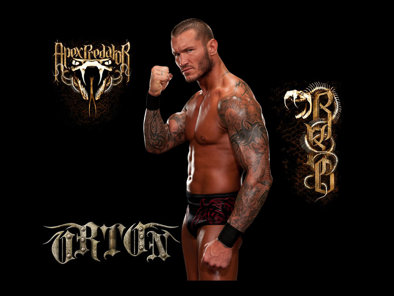 Yq Randy Orton Wallpaper Of