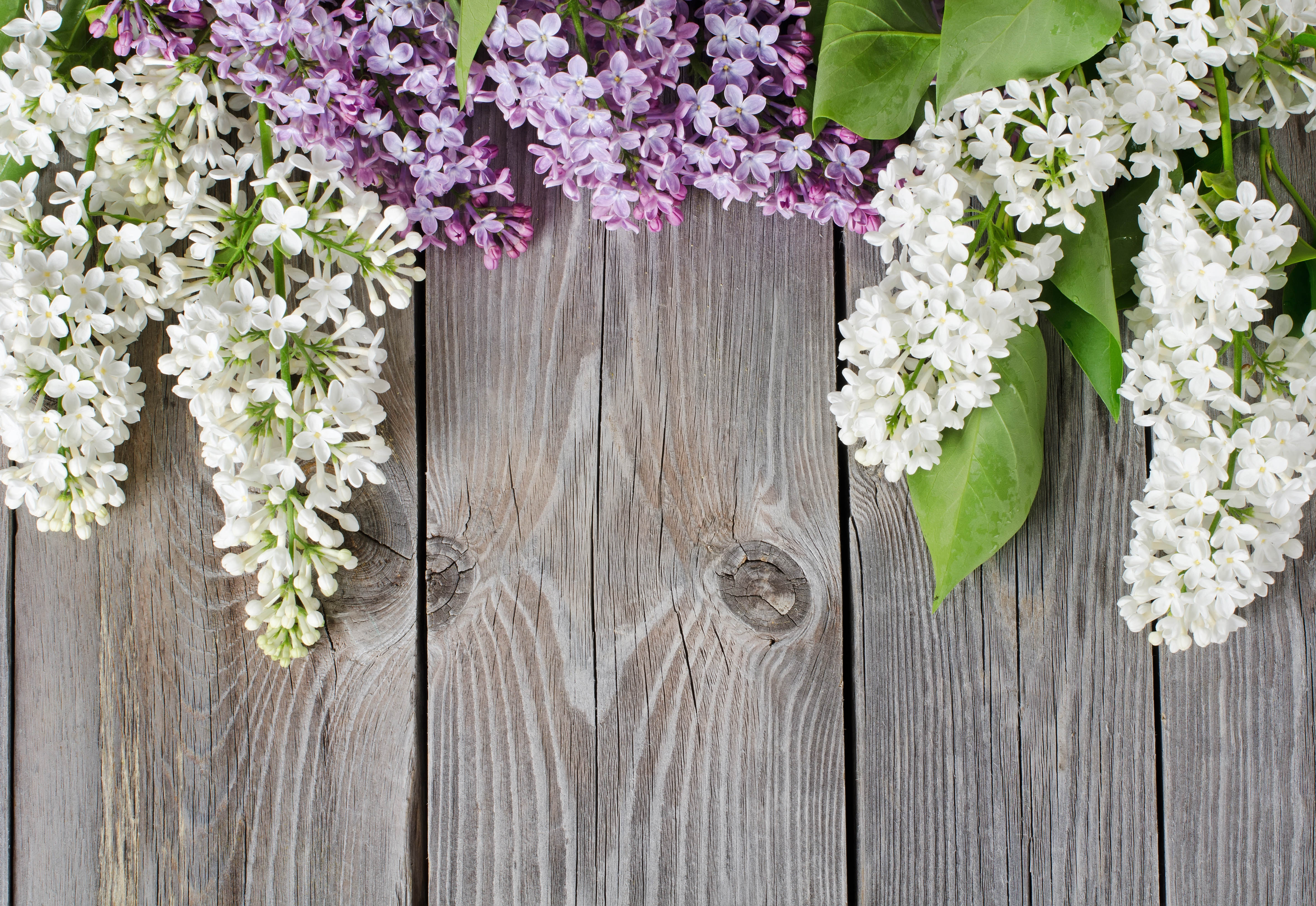Wallpaper lilac board wood background wallpapers flowers   download 4740x3264