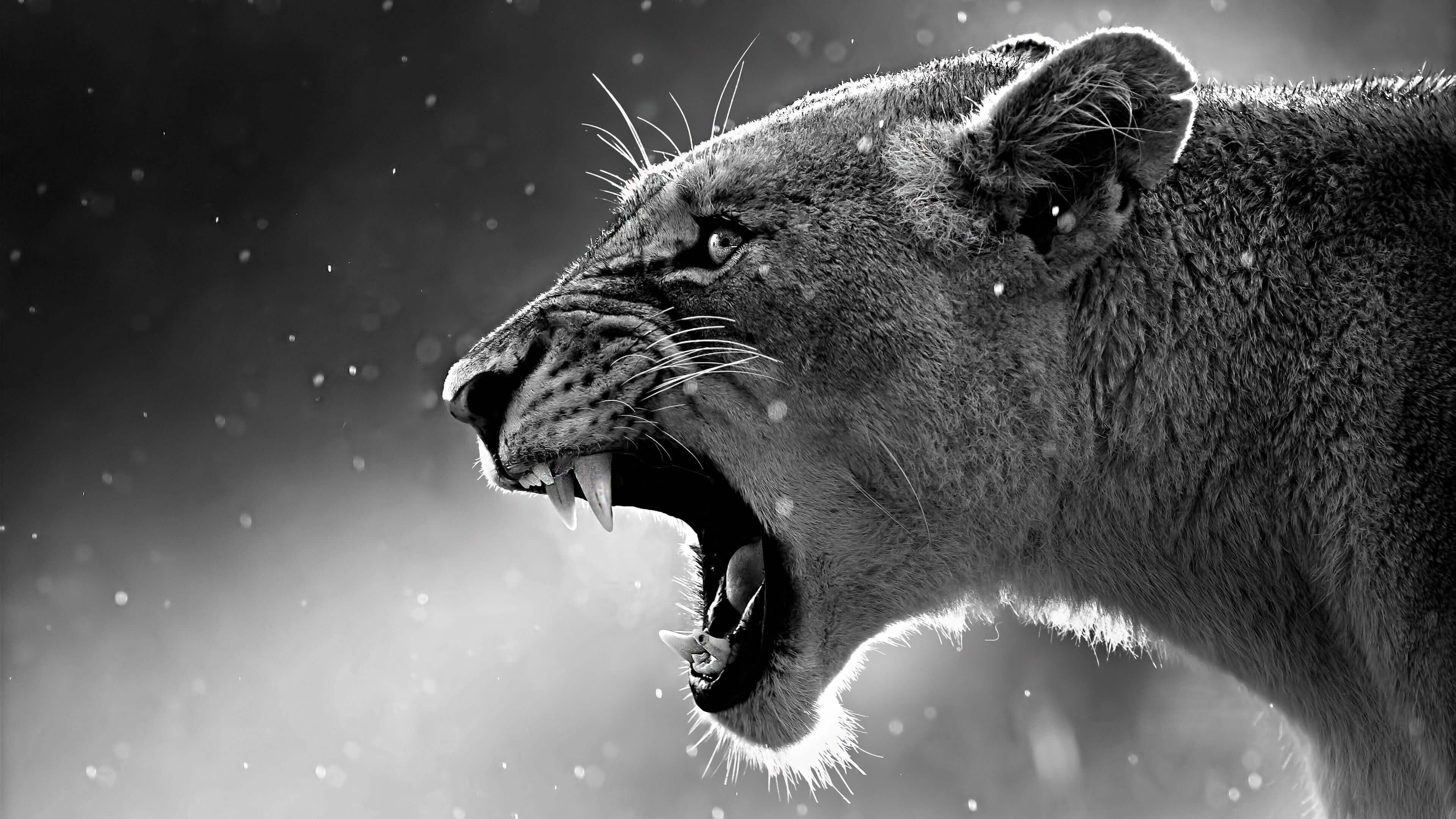 Lioness In Black And White Wallpaper For 4k Desktop HD Background
