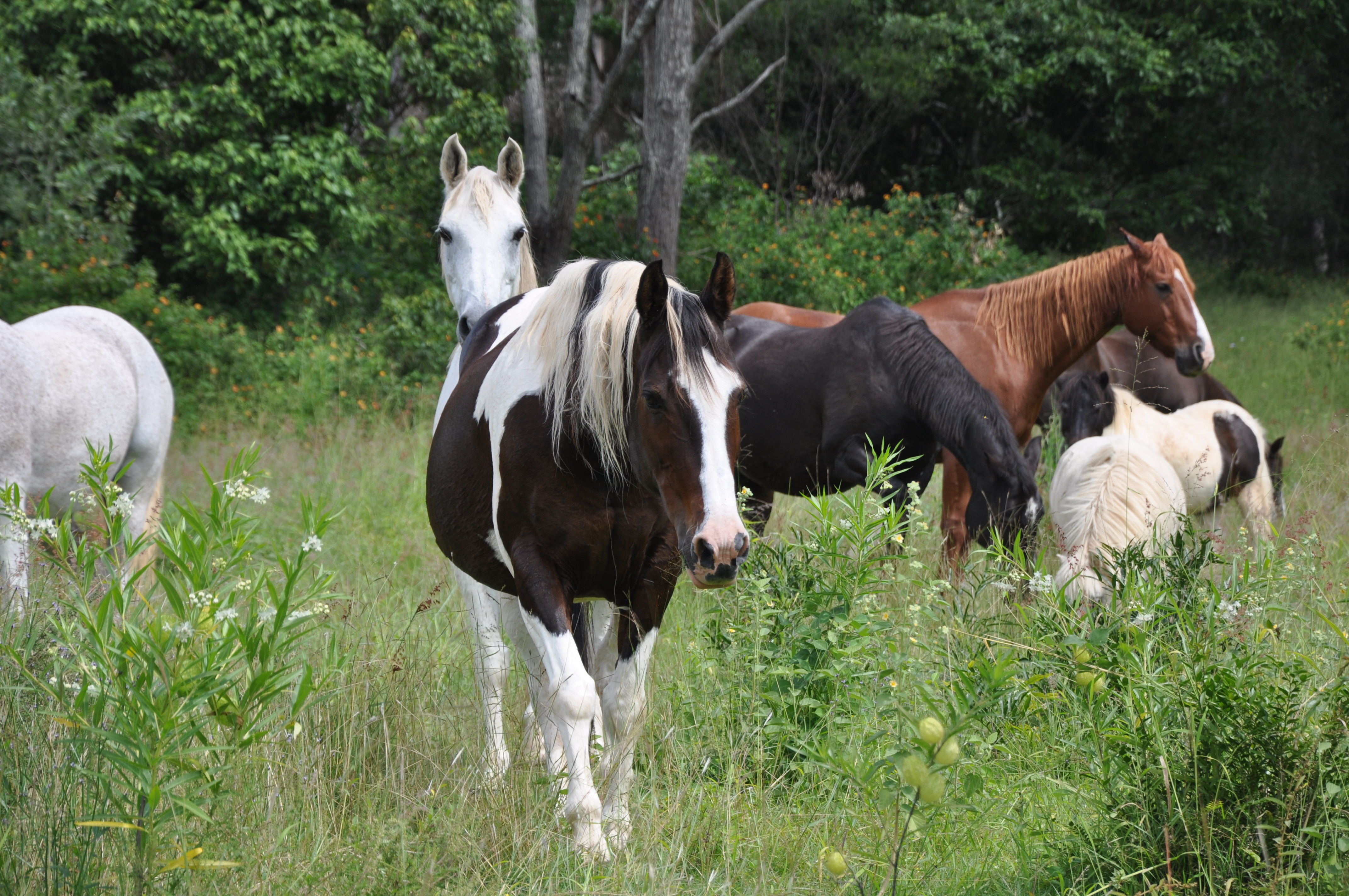 Paint Quarter Horse Mare Stock By Naturalhorses