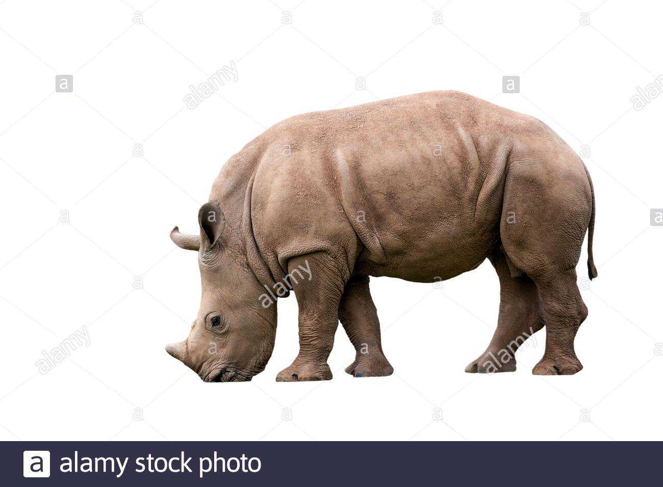 Free download White rhino Square lipped rhinoceros Ceratotherium simum