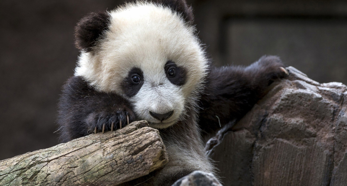 Cute Baby Panda Bear Wallpaper