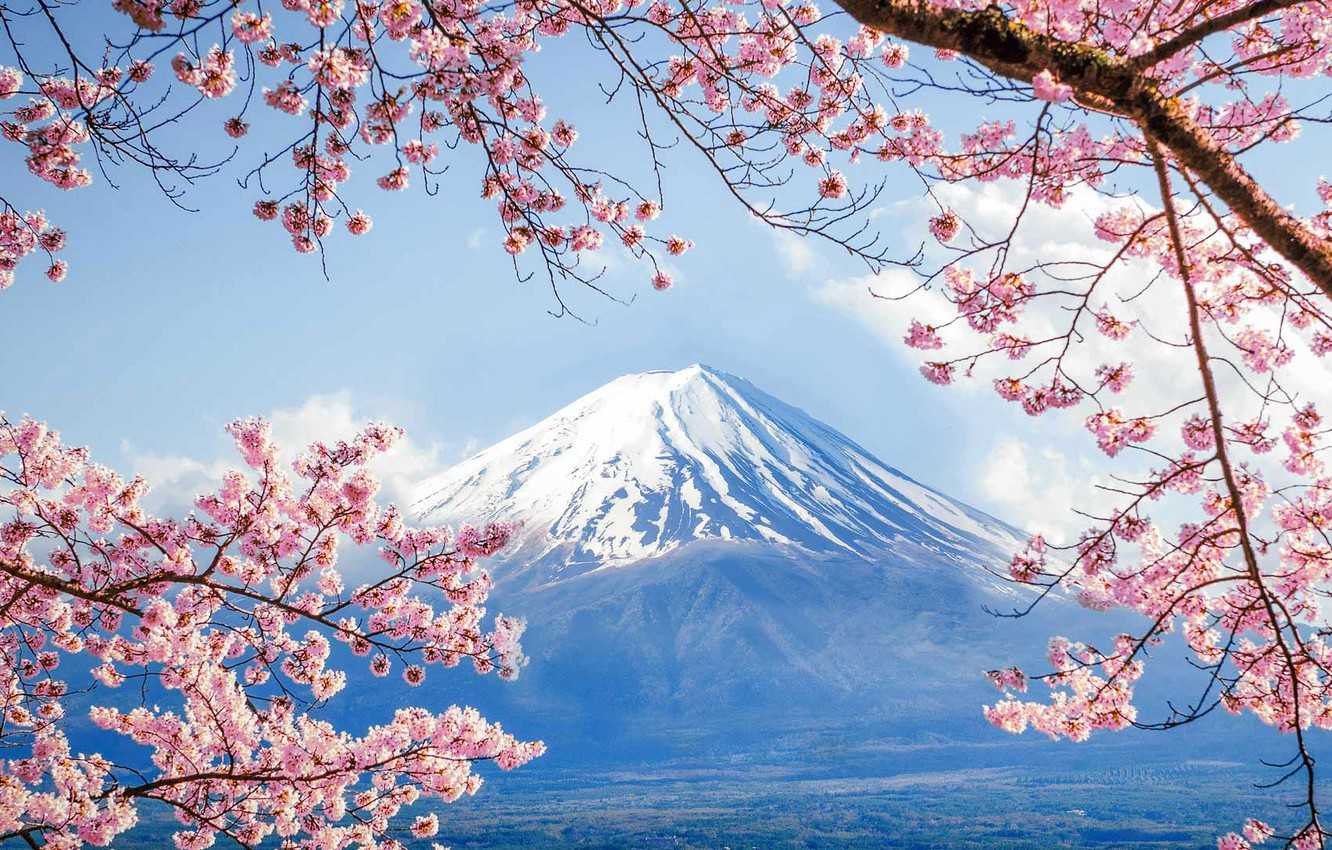 Desktop Sakura Wallpaper
