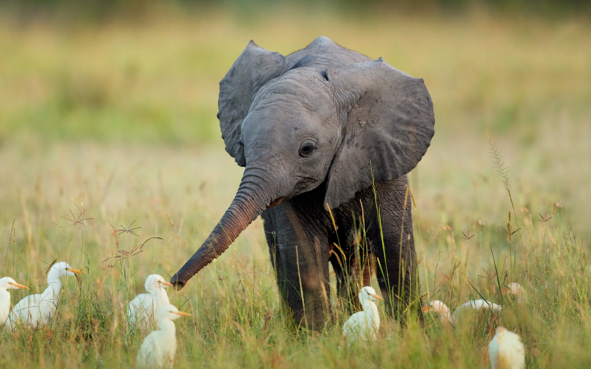 Elephant And Bird Wallpaper Image Pictures Photos
