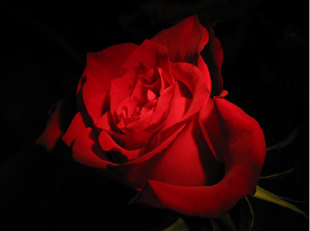Wallpaper Red Rose Photo