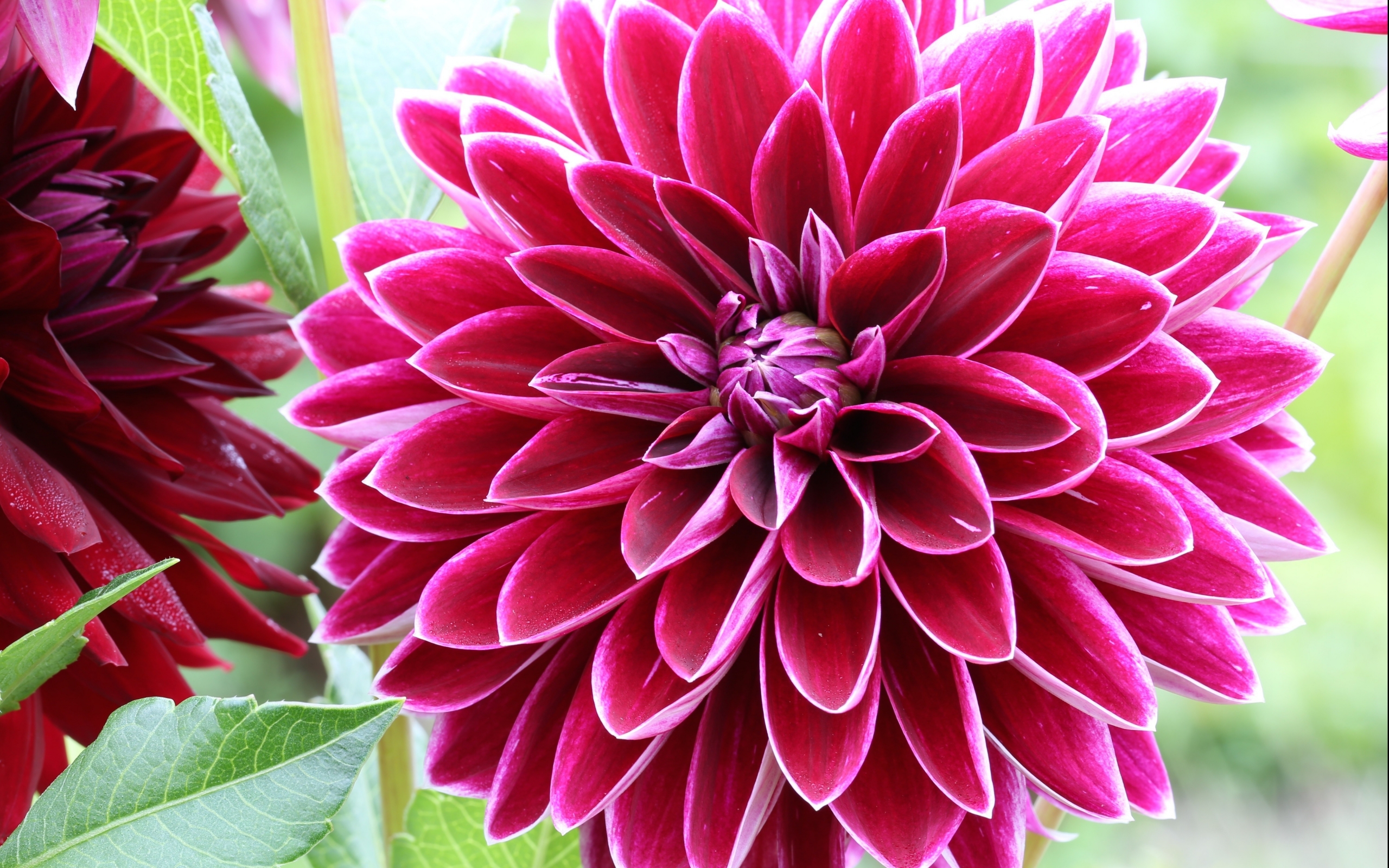 Dahlia Wallpaper - WallpaperSafari