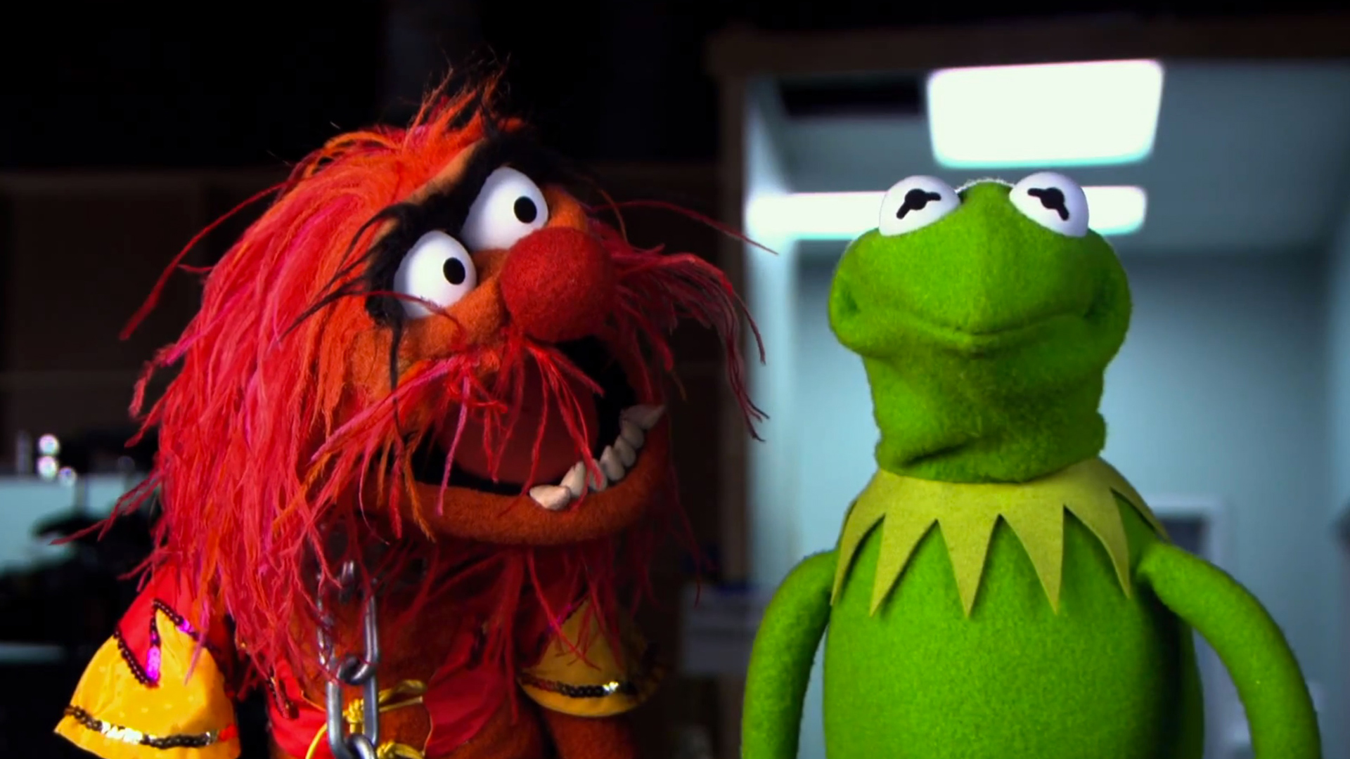 Animal Muppet Wallpaper And Kermit Muppets Most
