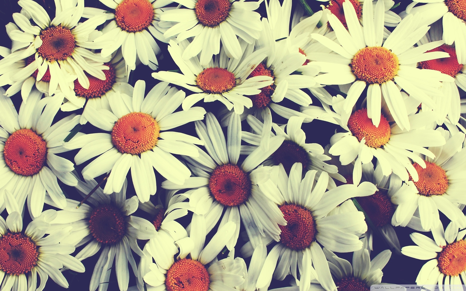 Vintage Flower Wallpapers Free Download