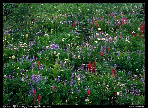Meadow Detail With Multicolored Wildflower Carpet Paradise Mount