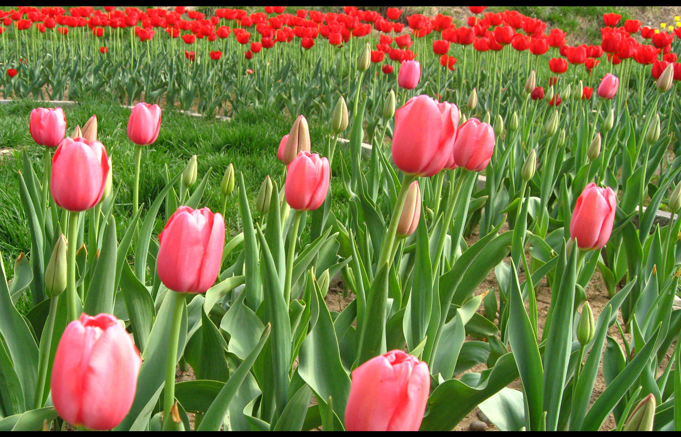 Try It Now Related Wallpaper Flowers Tulip Tulips This