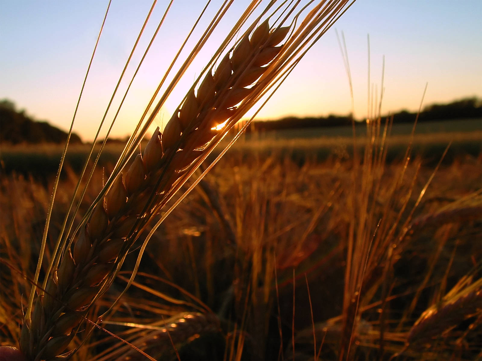 Wheat Field Wallpaper