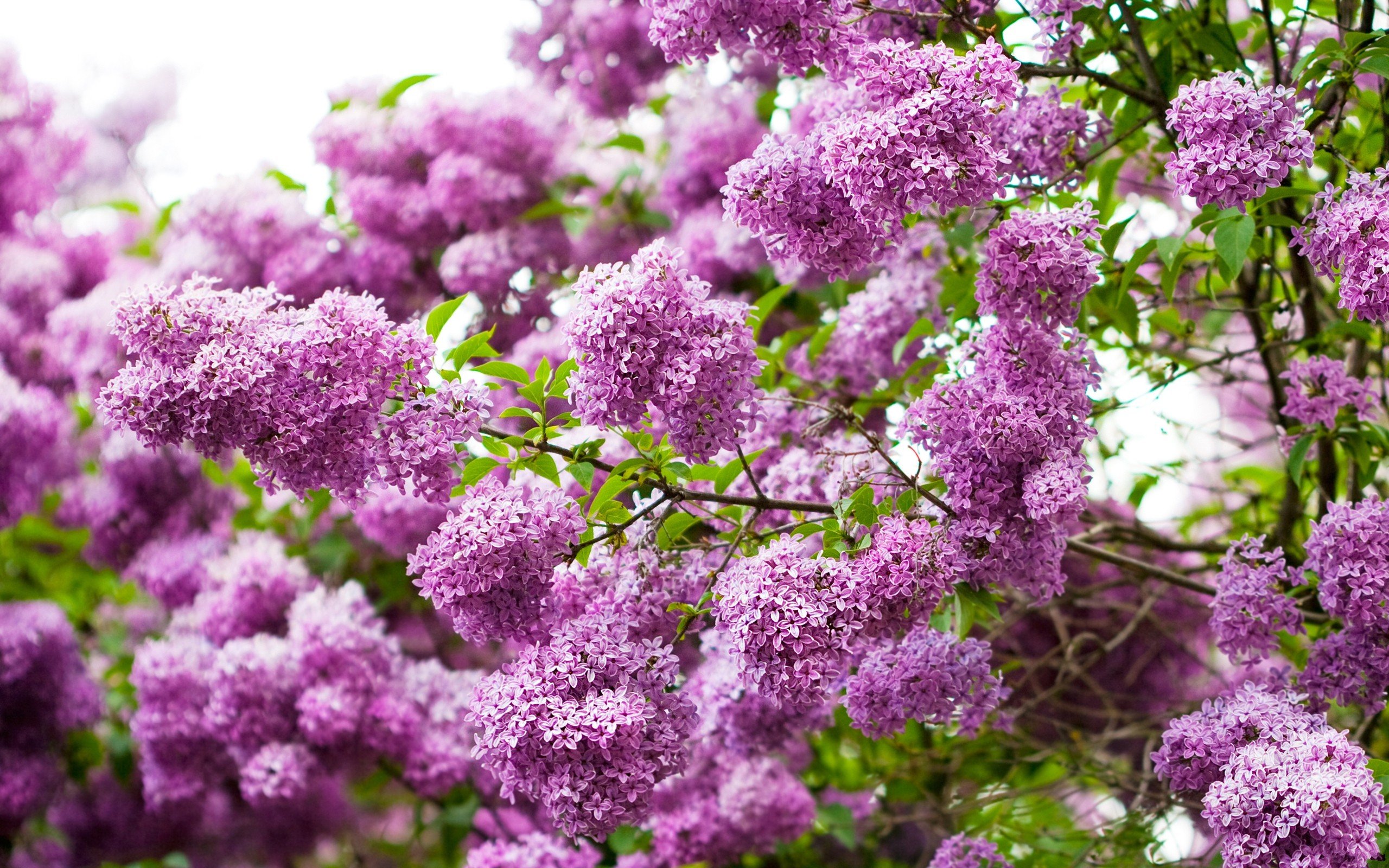 Flowers Lilac Wallpaper 2560x1600 Flowers Lilac Purple Flowers 2560x1600