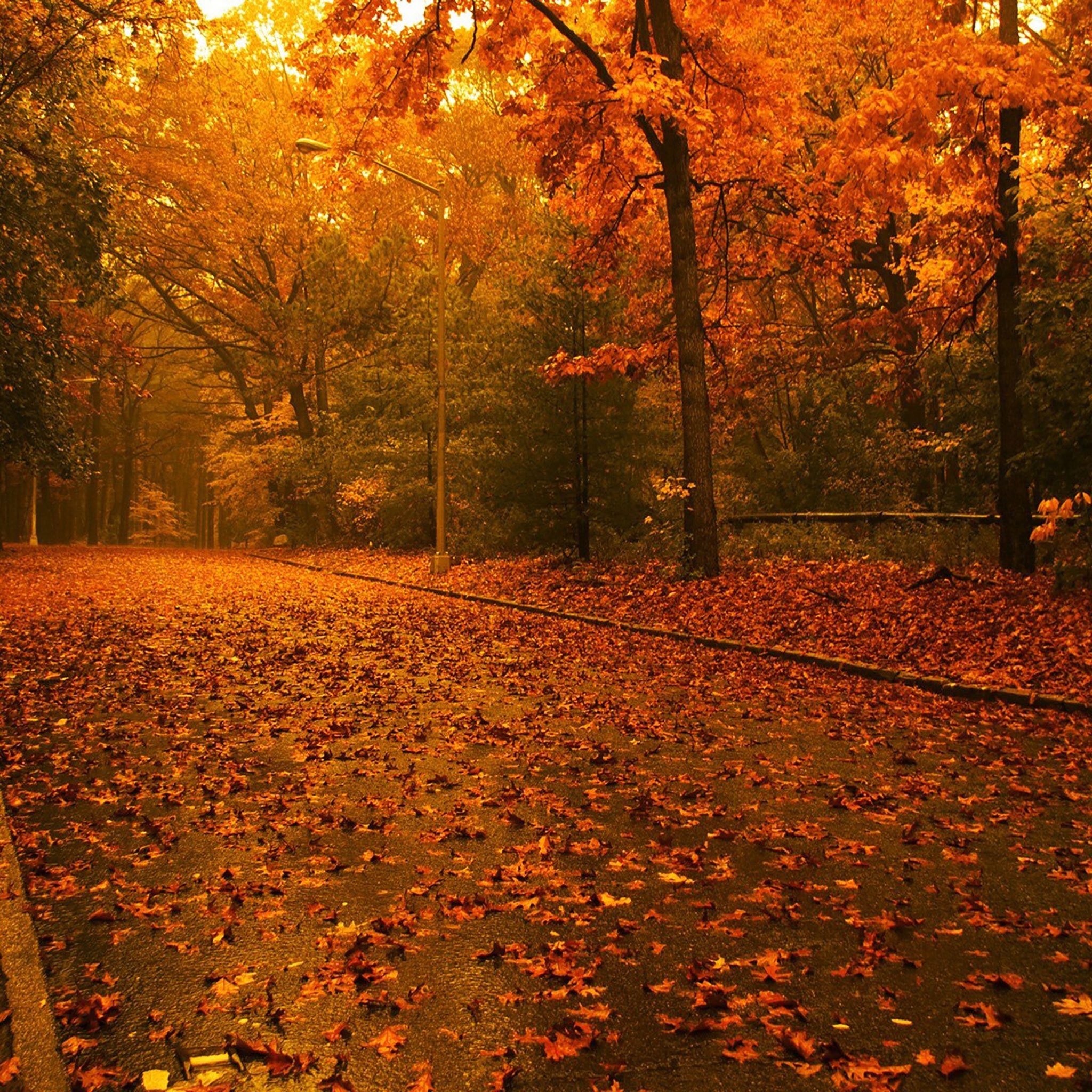 Awesome Bright Autumn Scenery  Fall iPad HD wallpaper  Pxfuel