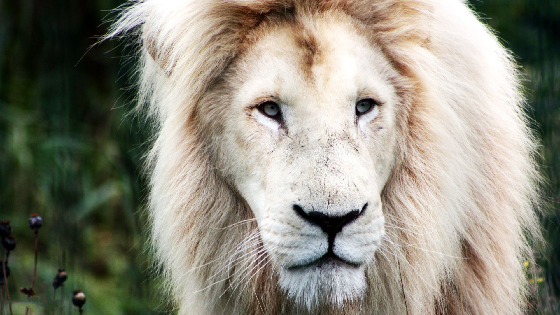 White Lion Pictures HD Wallpaper Live Hq